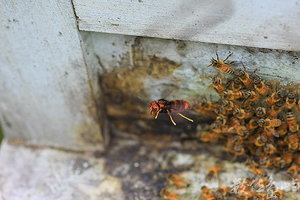 黃腳虎頭蜂在蜂箱外捕蜂 