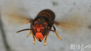 黃腳虎頭蜂臉部