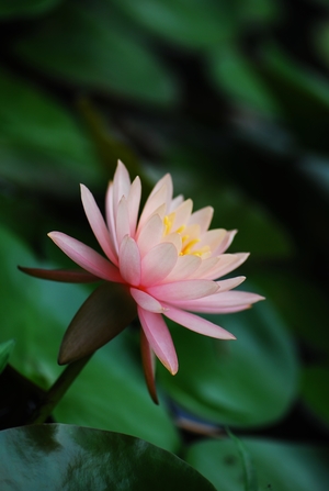花博現場 : 尋花記