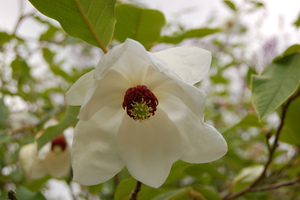  天女木蘭Magnolia sieboldii (北韓North Korea)