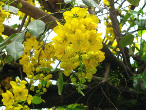  阿勃勒 Cassia fistula (泰國Thailand)