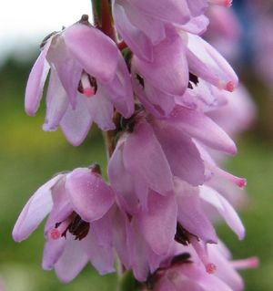 掃石楠Calluna vulgaris (挪威Norway )