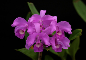 葛利雅蘭Guarianthe skinneri (哥斯大黎加Costa Rica )