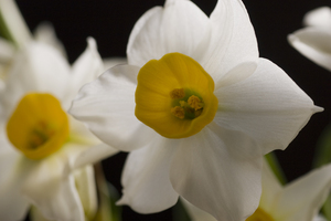水仙Narcissus tazetta var. chinensis (柬埔寨Cambodia )