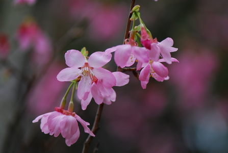 花博現場 : 尋花記
