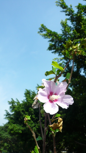 【天邊那朵扶桑】