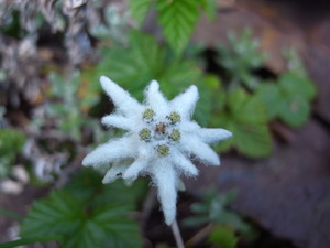 玉山薄雪草~記載著台灣身世的活化石<BR>圖．文/何若君