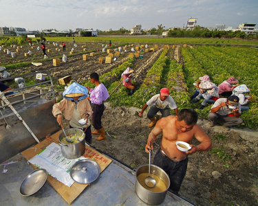 馬鈴薯採收工班