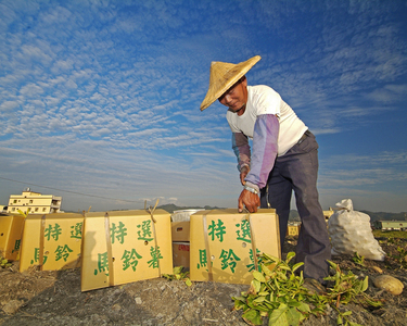 馬鈴薯採收工班