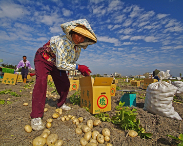 馬鈴薯採收工班