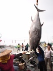 黑鮪魚市場-1