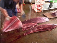 黑鮪魚市場-5