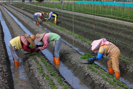 田尾24小時花農