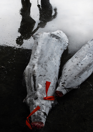 殺魚工