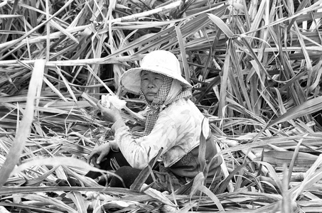 蔗農百態