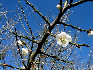 美麗的花兒