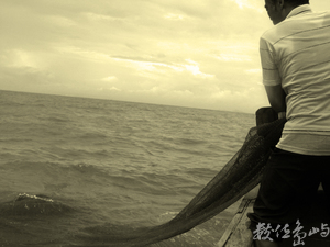 收網<BR>圖．文/陳皇儒  