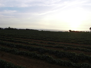 大肚山夕陽風情