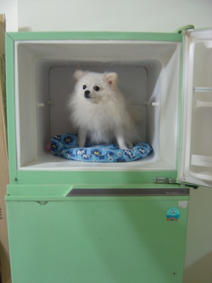 我的肚子裡藏了一個小饅頭。