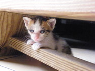 本來眼睛有點髒髒的，現在都清乾淨了