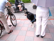 戴護身符的台北人