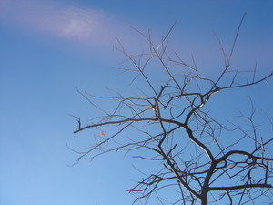 小東路，一朵鳳凰花