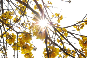 太陽射過黃風鈴