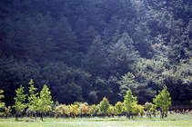 武陵農場露營區