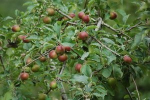 武陵農場蘋果園