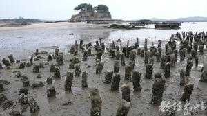 滿手的蚵仔是我贈予妳的情人節禮物