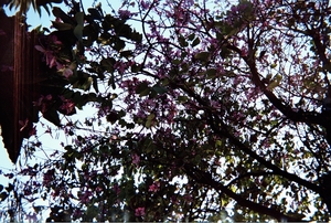 你好,當初,我又回來了...編號左中