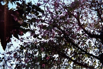 你好,當初,我又回來了...編號左中