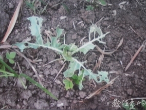 青菜，底呷啦！