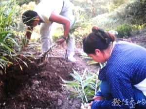 青菜，底呷啦！