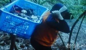 青菜，底呷啦！