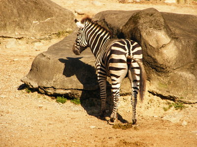 動物園