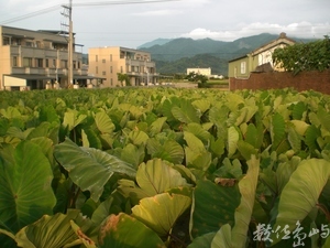 黃昏下的芋頭田與鄉村
