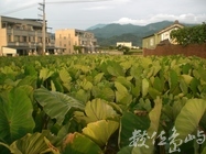 黃昏下的芋頭田與鄉村