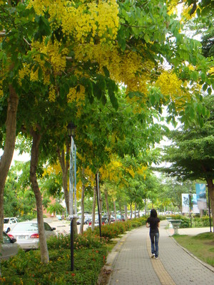 阿伯之樂  似夢常縈