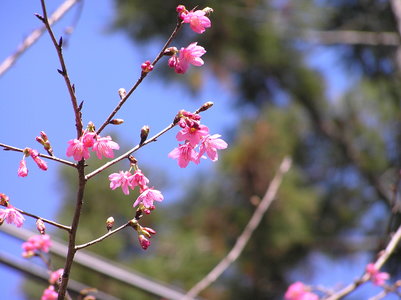迷霧森林仁愛高農