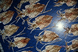 浮游(附:Kodak  ELITE CHROME EB 100度)