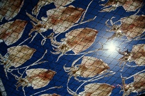 浮游(附:Kodak  ELITE CHROME EB 100度)