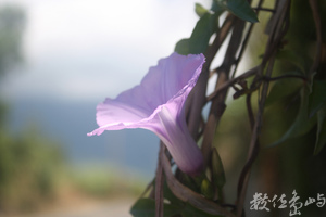 七星潭花花草草