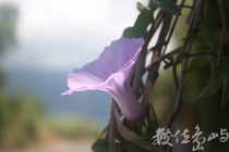 七星潭花花草草