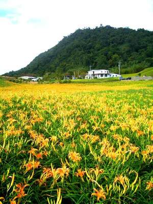 花蓮赤科山金針田