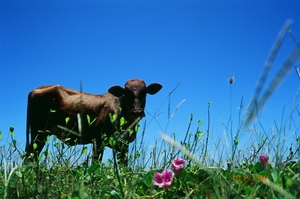 牛與蝴蝶(附:Kodak ELITE CHROME EB 100度)