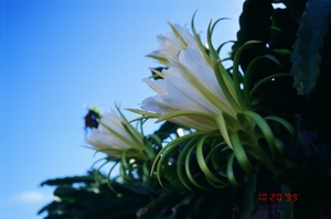 許家清晨的火龍果(附:Kodak ELITE CHROME EB 100度)