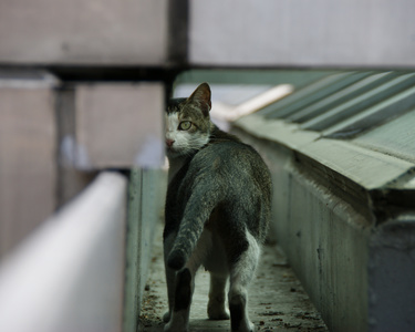 2008數位島嶼攝影比賽-城市