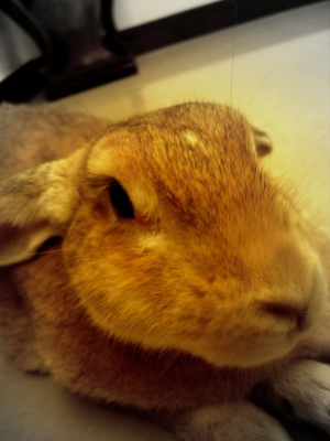 my bunny-fd0018