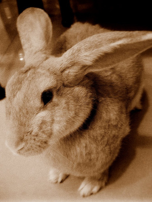 my bunny-fd0013